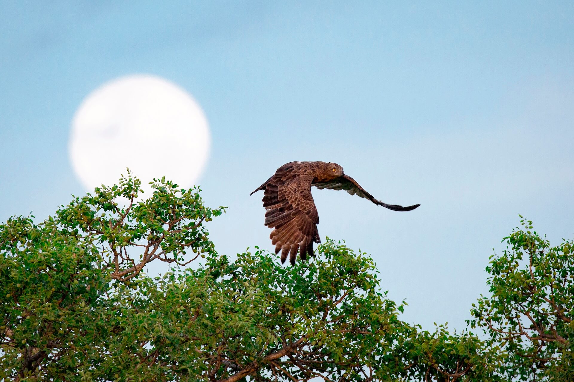 Endemic bird watching tour