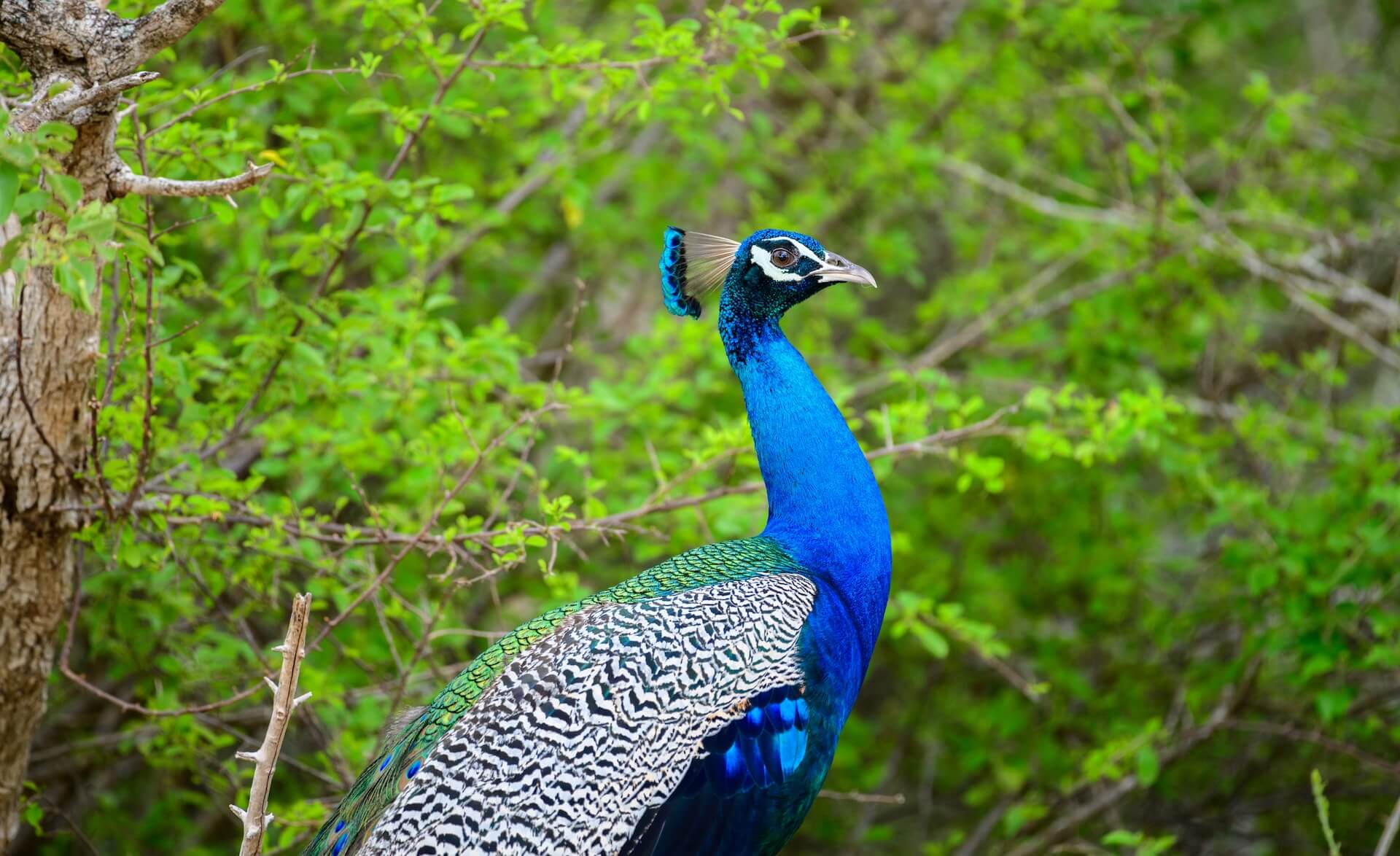 Endemic bird watching tour